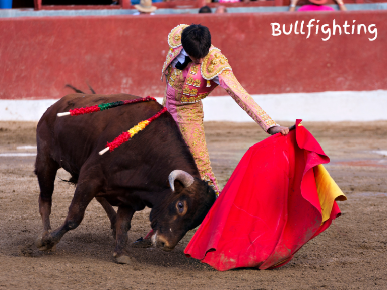 Is Bullfighting Still Popular in Spain?
